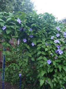big orange pumpkin farm 2013 219