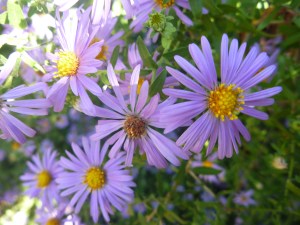 big orange pumpkin farm 2013 249
