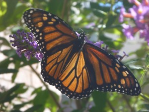 flowers and butterflies 014