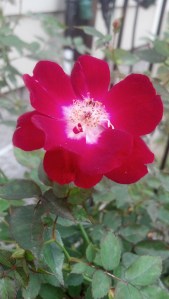 'Martha Gonzales' rose grown and photographed by my mother-in-law.