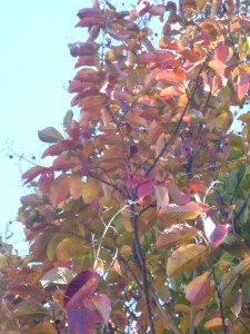 November flowers 019