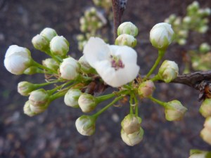 February flowers 059