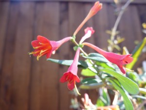 February flowers 071