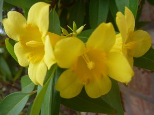 Carolina jessamine