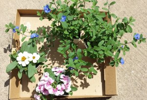 profusion zinnia (white), blue daze (blue), and dianthus (pink and white)