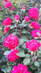 'Double Pink Knockout' rose