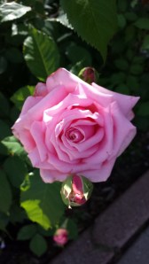 'Belinda's Dream' rose