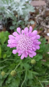scabiosa