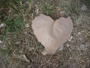 big orange pumpkin farm 2013 038