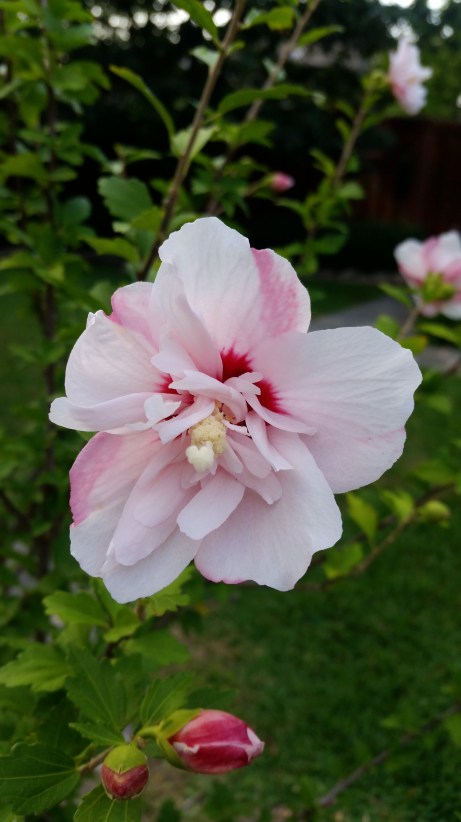 20170520_193742_1496155829222 (2)