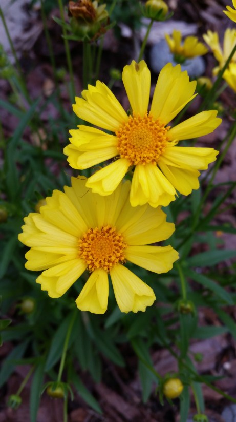 20170520_194307_1504109648588