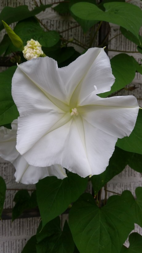 moonflower